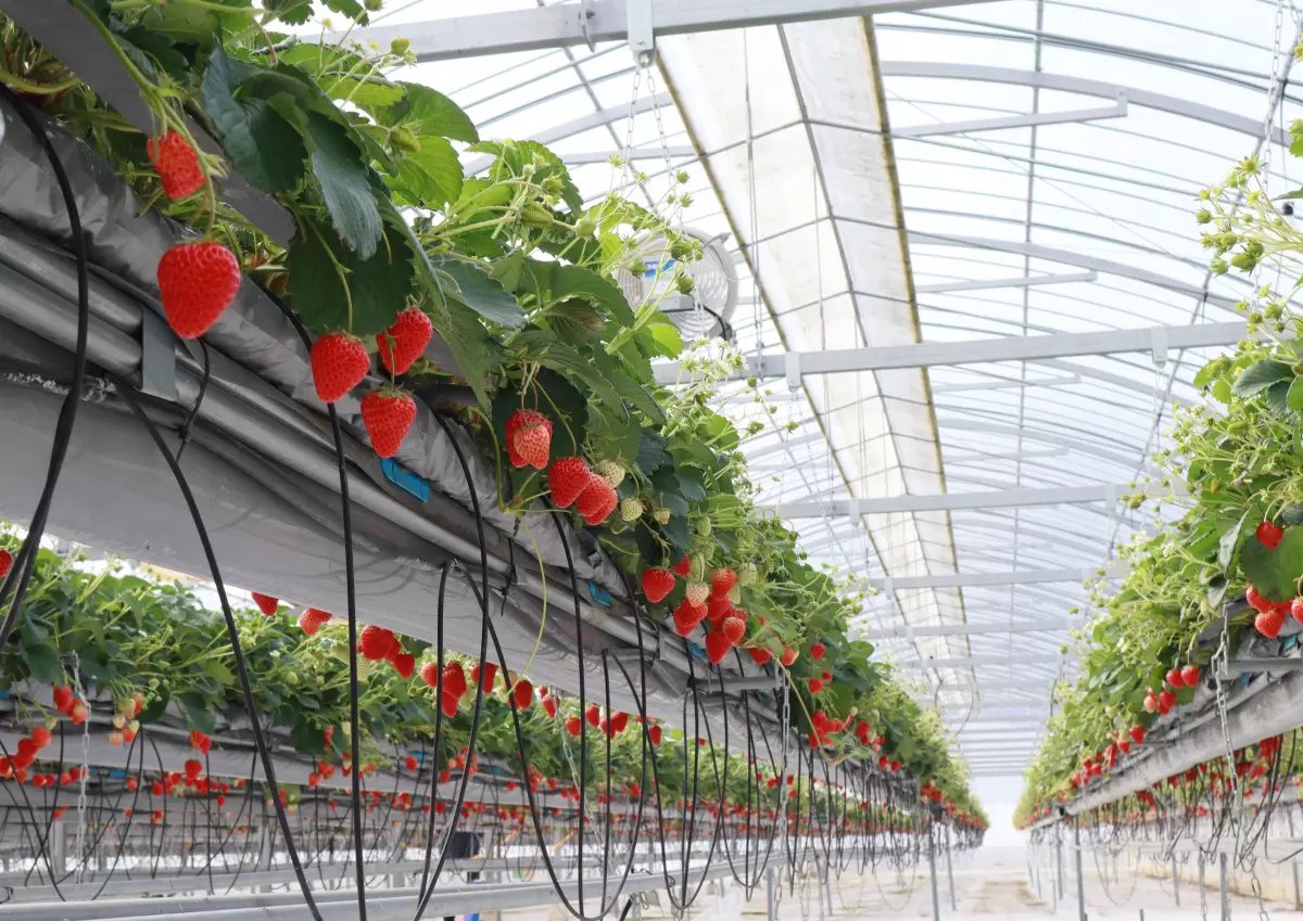 🍓 미마사카 농원(미마사카노엔)